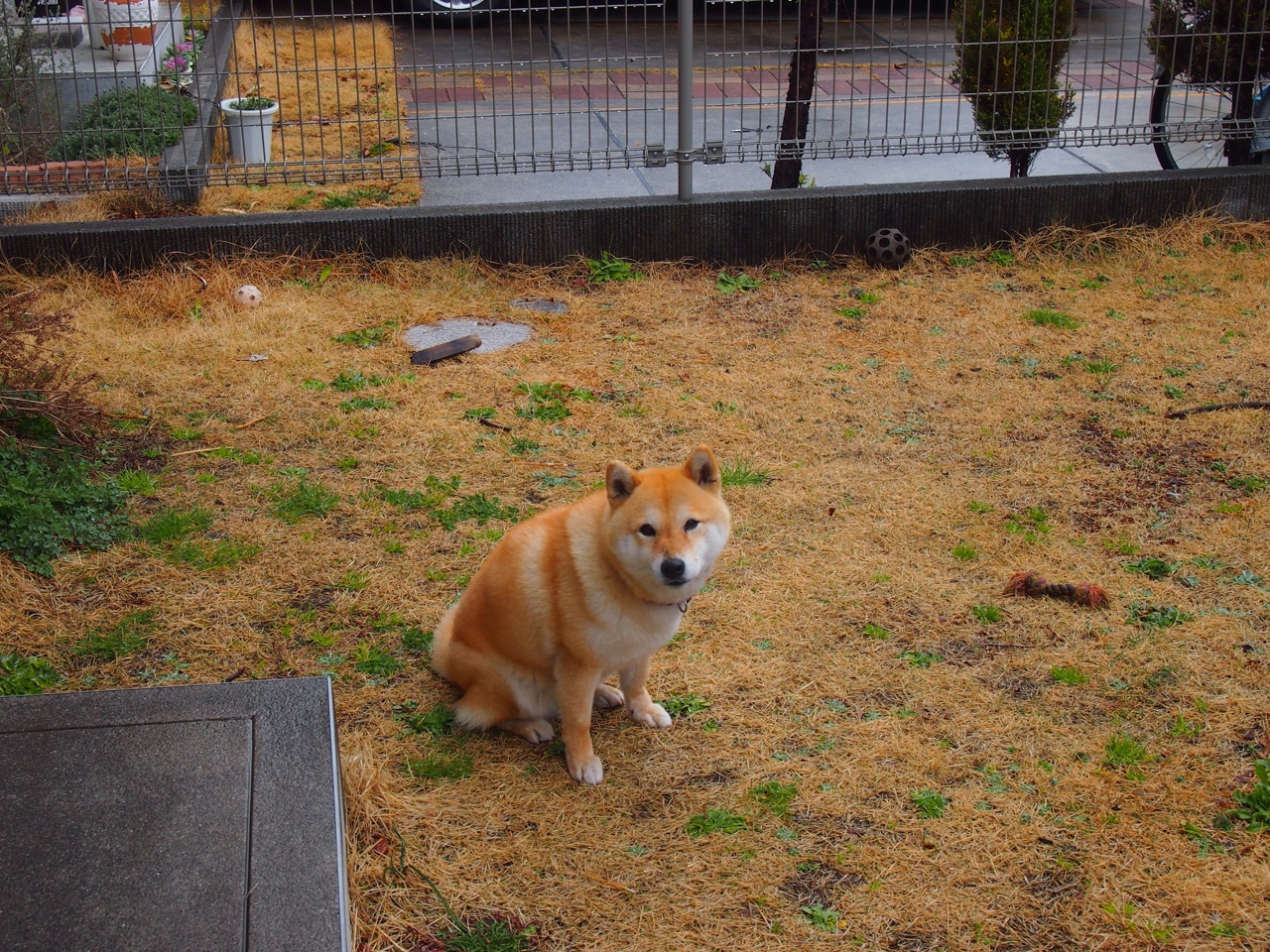 冰与火的救赎，从蒙特卡洛红土败走到戴维斯杯史诗翻盘，辛纳如何破茧成蝶？