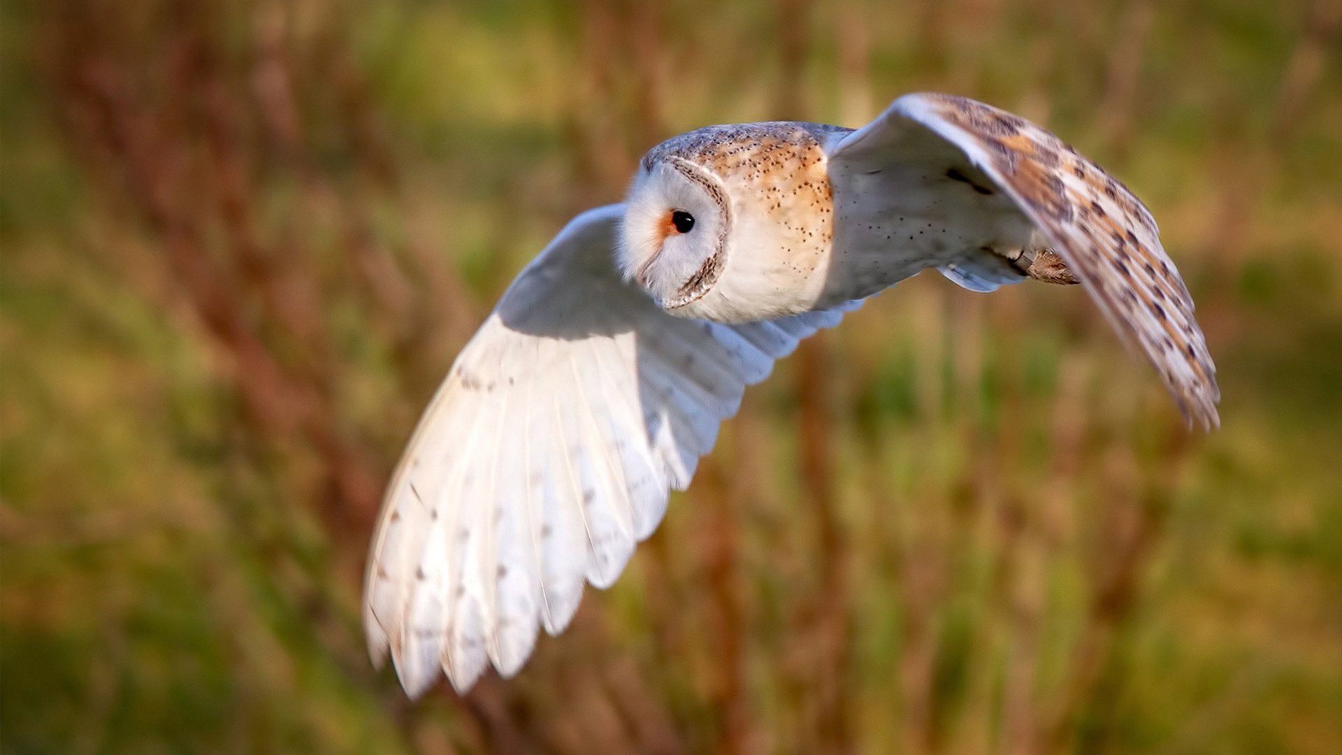 凯塞多导演闪电风暴,皇家社会一波流带走澳大利亚,欧战基因觉醒!