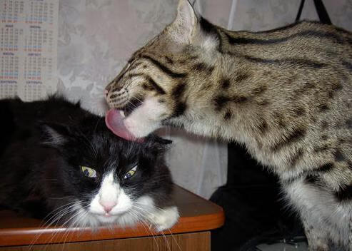 钢铁启示录,当巴斯克哲学在温布利解剖三狮军团