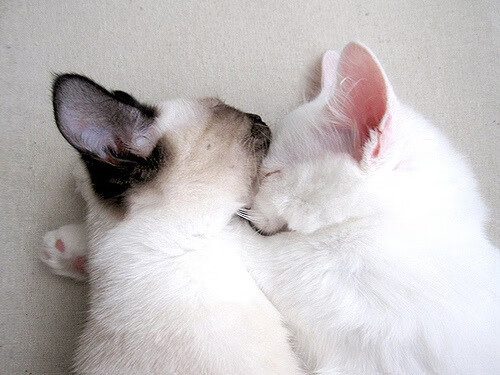 切特之夜,一位新星的三分钟,如何让骑士与凯尔特人的航向一夜转舵