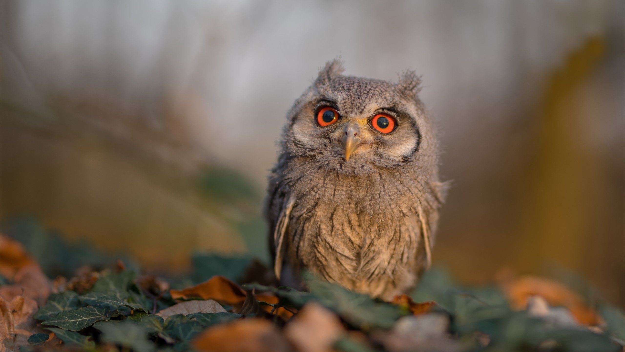 跑车冲破铁壁，牙买加逆袭之夜，皮克成为绝杀英雄