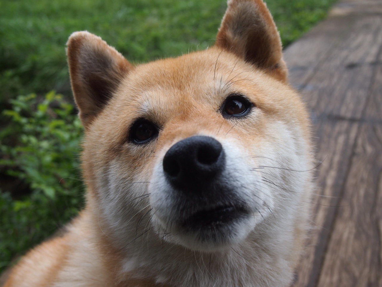 东西方门神，当中国队鏖战伊拉克时，门迪在亚平宁接管比赛