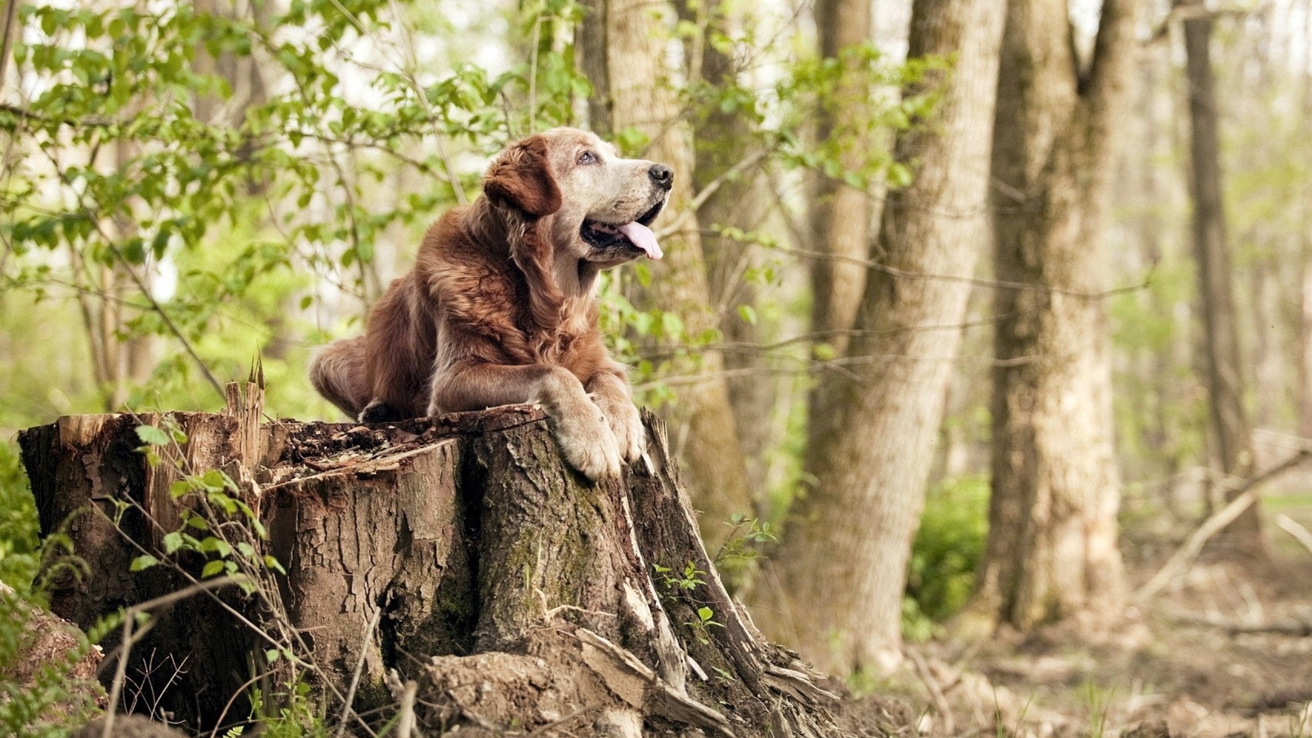 跨界荣耀，压哨绝杀与世界杯接管—德罗赞的双重时刻