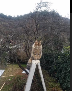 F1新赛季揭幕战之夜，阿坎吉的关键节点连续得分