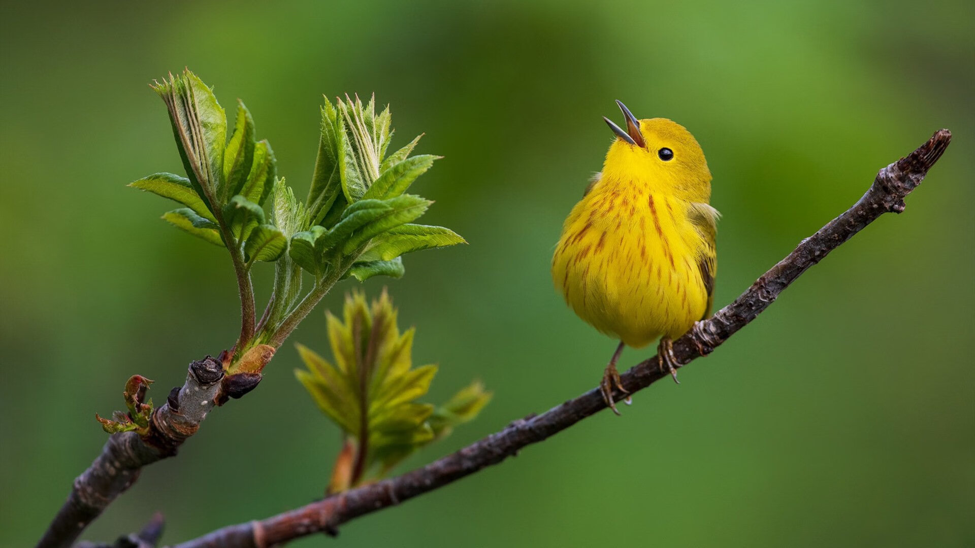 美学与钢铁的对话，当梅西的魔法撞上乌拉圭的意志