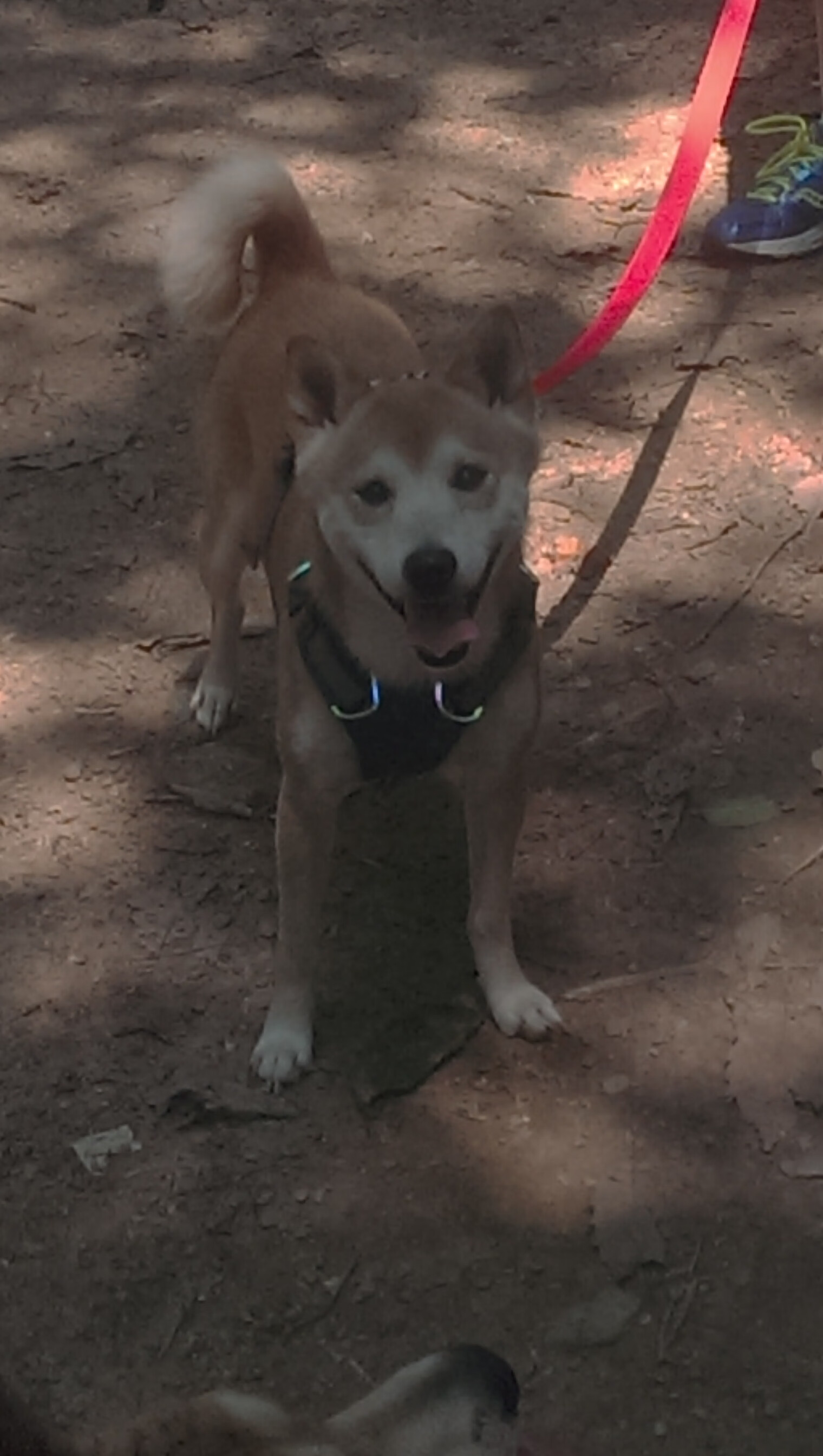 世界第一保卫战，雨夜鏖战，楚阿梅尼惊天逆转定乾坤