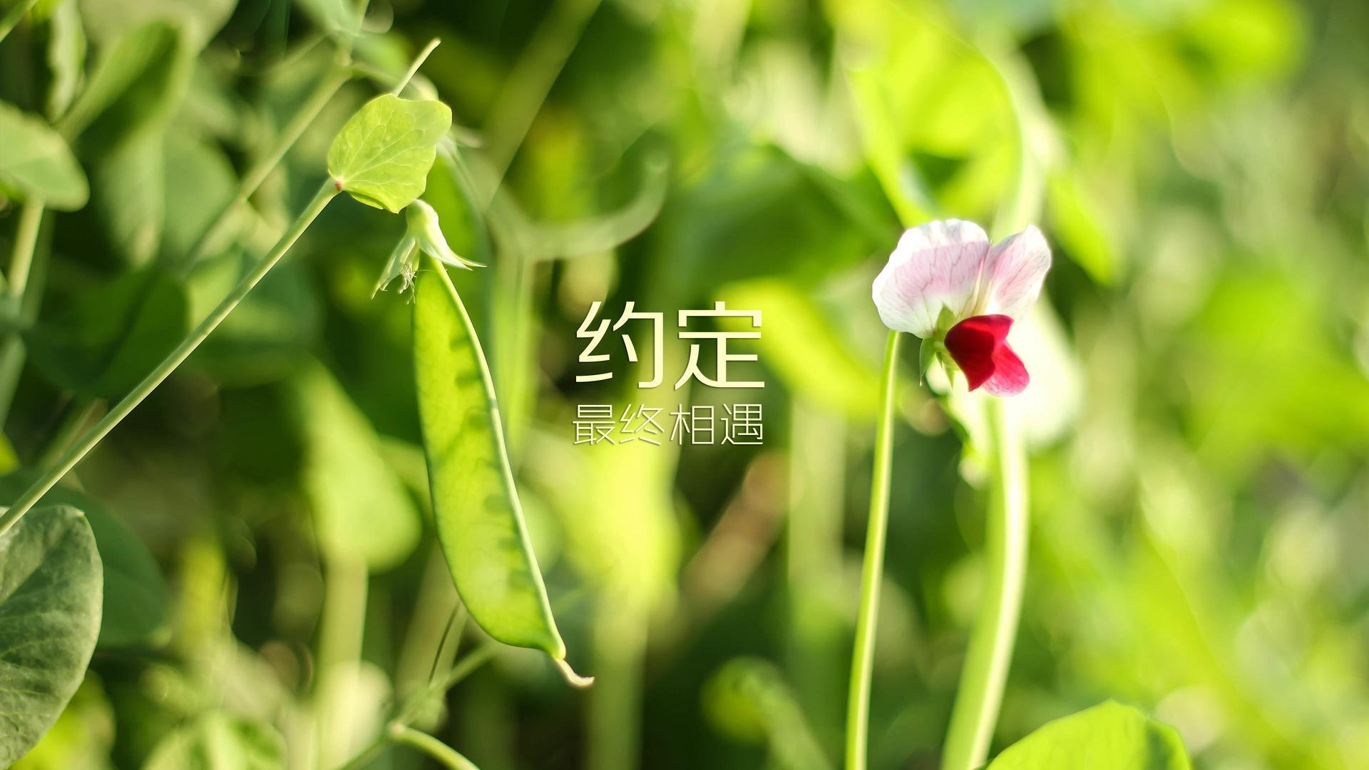 北极光与武士刀的交叉点,当冰岛的维京战吼碾过热带,久保建英用一脚触觉定义了F组的生死线